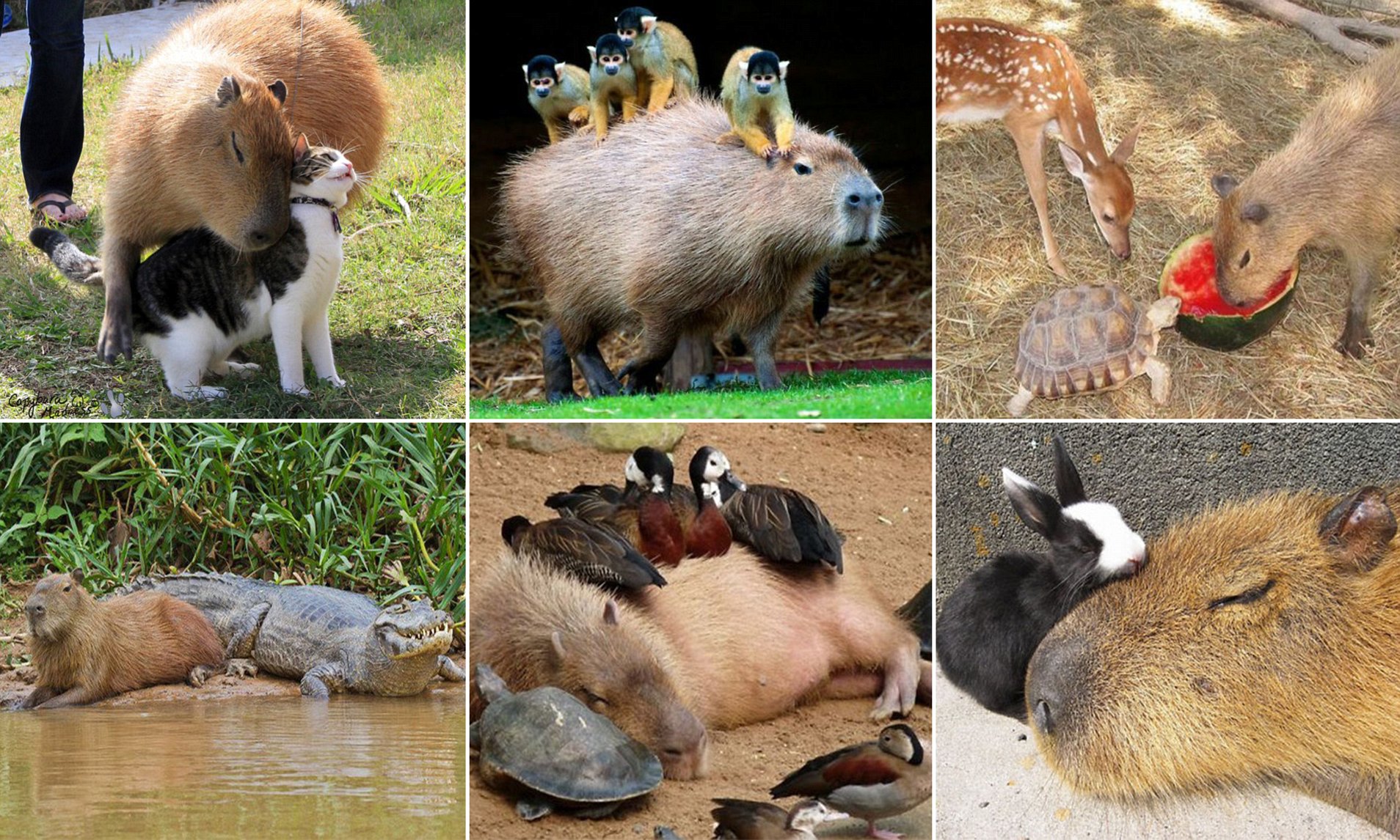 Capybaras being chill.